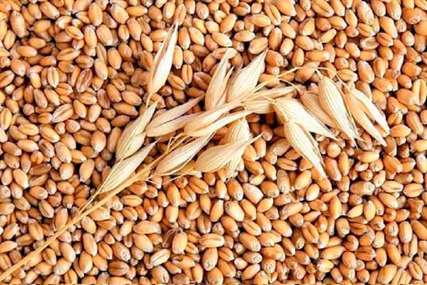 Деякі товари для зберігання зерна звільнено від ввізного мита: прийнято закон